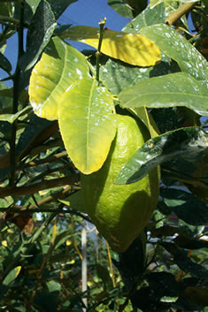 Etrog poussant sur son arbre